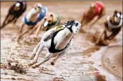  ?? TELEGRAPH HERALD / AP ?? An animal rights advocate took video at three U.S. greyhound racing facilities in which trainers used live rabbits as bait, which is prohibited, and allowing the dogs to maul and kill the rabbits.