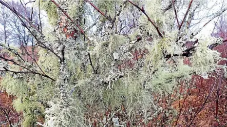  ?? ?? A birch in the Trossachs covered in a rich adornment of lichens, mini ecosystems that provide shelter for invertebra­tes.