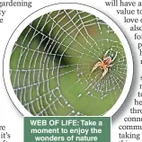  ?? ?? WEB OF LIFE: Take a moment to enjoy the wonders of nature