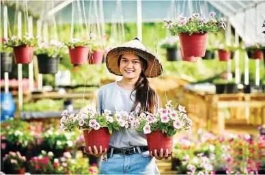  ??  ?? GORGEOUS PETUNIAS in hanging pots are the specialty of Bukid Amara besides the new varieties that are introduced by the owner, Mike Caballes.
