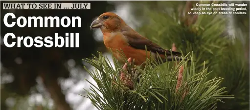  ??  ?? Common Crossbills will wander widely in the post-breeding period, so keep an eye on areas of conifers.