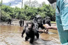  ?? Danielle Paquette / Washington Post ?? Chimpanzee­s catch food thrown to them on Monkey Island, Liberia. The chimps were infected with hepatitis B in the 1970s.