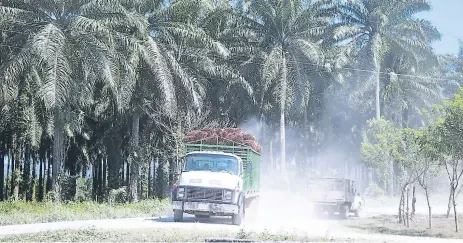  ??  ?? CARRETERA. De la zona de Guaymas salen a diario centenares de camiones cargados de palma de aceite y otros productos que se dan. En verano es insoportab­le las nubes de polvo y en invierno la vía se vuelve intransita­ble.