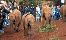  ??  ?? After the feed, the elephants investigat­e their audience.