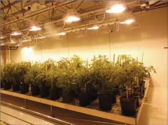  ?? DELSHEN THERAPEUTI­CS ?? Marijuana plants grow at a production facility in Kirkland Lake belonging to Delshen Therapeuti­cs. By September 2017, the company had signed partnershi­ps with 49 First Nations communitie­s who have invested in the medicinal marijuana firm in exchange...