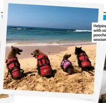  ??  ?? Helping hand: From far left inset, volunteers with some of their less able-bodied charges; four pooches with life jackets waiting for a hydrothera­py session and below, feeding time