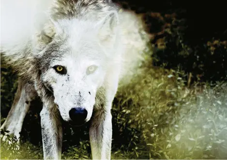  ?? (PICSART/ALAMY STOCK PHOTO) ?? Un loup du Canada – c’est-à-dire de la sous-espèce «Canis lupus occidental­is».