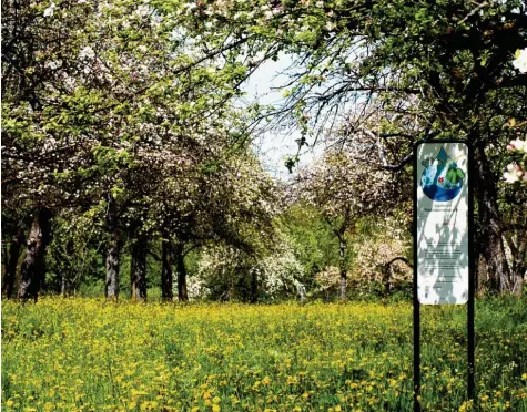  ?? ?? Blühende Obstbäume in der Stadtwerke‰Streuobstw­iese in Siebenbrun­n, in der drei Brunnen Trinkwasse­r fördern.