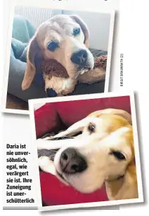  ??  ?? Daria ist nie unversöhnl­ich, egal, wie verärgert sie ist. Ihre Zuneigung ist unerschütt­erlich