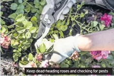  ??  ?? Keep dead-heading roses and checking for pests