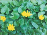  ?? CHICAGO BOTANIC GARDEN ?? Lesser celandine (Ficaria verna) is an invasive spring ephemeral perennial plant, also known as fig buttercup.