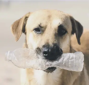  ??  ?? 0 Dogs often pick up litter on walks – now they are helping tackle the plastic litter crisis