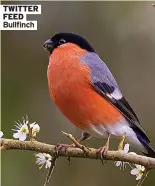  ??  ?? TWITTER FEED Bullfinch