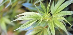  ?? AP ?? Arizonans have expected another effort for legalizing marijuana following a failed effort in 2016. Details of the new proposal have now been made public.