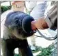  ?? ?? The veterinary team and the mahout at Jaldapara are taking care of the calf