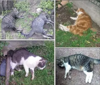  ??  ?? Cinq des treize chats retrouvés morts, vraisembla­blement empoisonné­s, dans une résidence de Pasteur. (DR)