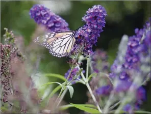  ?? The Associated Press ?? This image provided by John Damiano shows a monarch butterfly in Glen Head, N.Y. The use of chemicals against garden pests threatens bees, butterflie­s and other pollinator­s.