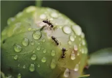  ??  ?? Ants are a pest in the garden – how can you control them?