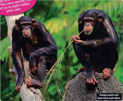  ?? ?? Chimps watch and learn from each other.