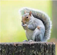  ?? FOTO: MONIKA SKOLIMOWSK­A ?? Grauhörnch­en in einem Park in London: Die Tiere verdrängen die einheimisc­hen, rötlichen Eichhörnch­en.