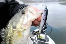  ?? NWA Democrat-Gazette/FLIP PUTTHOFF ?? This spotted bass was caught by Bohannan with a Skirmish Aim-7 jerk bait. Bohannan designed the color scheme on this particular bait.