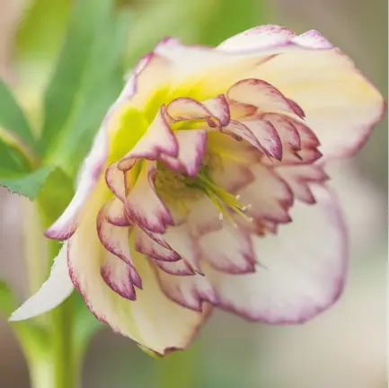  ??  ?? Above: Cream semi-double with a raspberry picotee edge. Right: Mike Byford at work, cross-pollinatin­g his hellebores