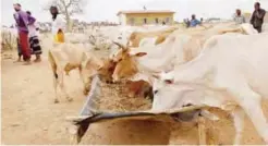  ??  ?? DANAN, Ethiopia: Pastoralis­ts feed their cattle at an animal feeding scheme run by UN agencies, in the Danan district of the Somali region of Ethiopia, which hasn’t seen significan­t amounts of rain in the past three years.