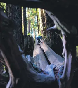  ?? COURTESY OF THE ARTIST ?? Andy Linde of Eureka is the recipient of a $500 cash prize for this photo of his son exploring Sequoia Park.