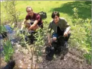  ?? EVAN BRANDT — DIGITAL FIRST MEDIA ?? Cole Goldcamp, 17, and Karli Tellis, 17, both juniors in Pottsgrove High School’s Environmen­tal Club, were also on hand to help plant the rain garden.