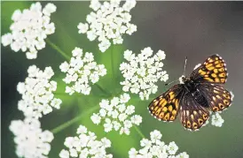  ?? Pictures: GETTY ?? EXOTIC TASTE: Be adventurou­s and try growing sweet cicely herbs