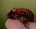  ?? CAROLYN KASTER/AP ?? A periodical cicada nymph was found while digging holes for rosebushes recently in Macon, Ga.