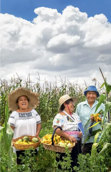  ?? ?? From left: Near the village of Ixtenco, members of the Baltazar family pick pumpkin flowers and corn; the harvested ingredient­s are used to make a traditiona­l soup; Tlaxcala City, the state’s capital, is home to a
UNESCO-listed Franciscan convent and cathedral from the 16th century.
