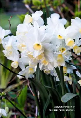  ??  ?? A joyful profusion of narcissus ‘Silver Chimes’.