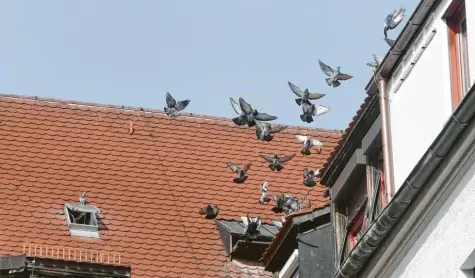  ?? Fotos: Ulrich Wagner ?? Wenn Marcel Stemmler den Taubenschl­ag im Dachboden des Verwaltung­sgebäudes am Augsburger Rathaus betritt, fliegen die Tiere schnell aus. Generell verbringen sie aber 80 Prozent ihrer Zeit im Schlag.