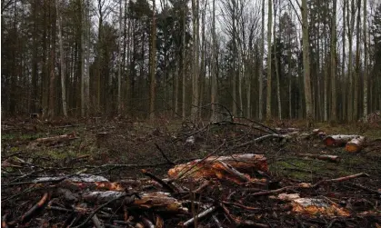  ?? Photograph: Artur Reszko/EPA ?? Białowieża forest. Poland has repeatedly clashed with European courts over its logging of forests despite pressure from the public to protect woodlands.