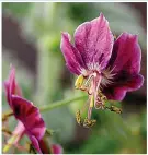  ??  ?? GERANIUM PHAEUM ‘SAMOBOR’ Dusky cranesbill