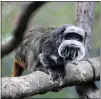  ?? DALLAS ZOO VIA AP ?? Emperor tamarins are part of the exhibits at the Dallas Zoo. Two of those monkeys were taken from the Dallas Zoo on Jan. 30, police said. Those monkey were found at a vacant residence. Irvin said that if he’s released, he would steal more animals.