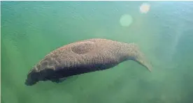  ?? LYNNE SLADKY/AP ?? A manatee floats in the warm water of a Florida Power & Light discharge canal Jan. 31 in Fort Lauderdale, Fla.