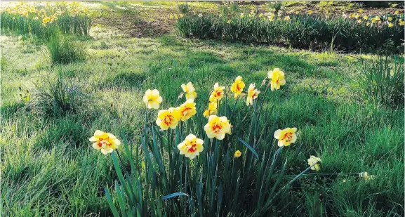  ?? DEAN FOSDICK ?? Daffodil drifts sprout in a pasture near Langley, Wash. Daffodil bulbs contain poisons that cause vomiting, seizures and death should they be eaten by certain pets or livestock.