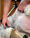  ??  ?? Shearing contractor­s have to follow the same rules as other employers.