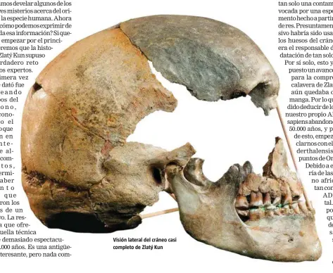  ??  ?? Visión lateral del cráneo casi completo de Zlatý Kun