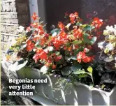  ??  ?? Begonias need very li le a ention