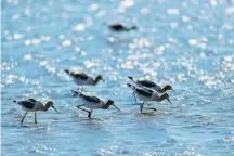  ??  ?? American avocets scavenge in salt marshes along Highway 37, which face potential destructio­n from sea level rise.