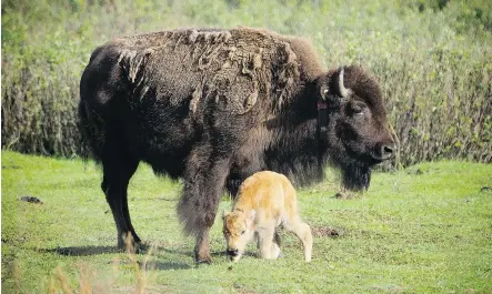  ?? PETER WHITE /©PARKS CANADA ?? A bison calf takes its first steps in Banff National Park this month. It and two others have been dubbed “made in Banff.”