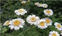  ?? Brandi Keller / Contributo­r ?? Feverfew is a lesser-used member of the daisy family with aromatic leaves.