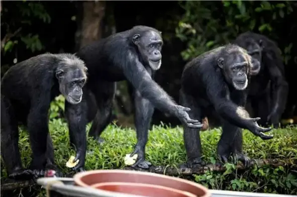  ?? AFP/VNA Photos ?? FOOD PLEASE: Chimps on one of the islands hold out their hands to catch fruit.