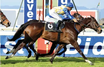  ?? Picture: Wayne Marks. ?? ULTRA-CONSISTENT: New Caledonia seldom runs a bad race and should be included in all bets in Race 4 at Durbanvill­e tomorrow.