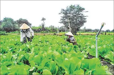  ?? VIETNAM NEWS AGENCY ?? Farmers in the Vietnamese Central Highlands province of Gia Lai harvest safe vegetables.