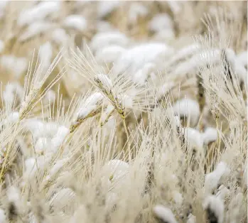  ?? MIKE DREW ?? Alberta has experience­d snowy, wet weather, where 47 per cent of major crops have been harvested, trailing the five-year average of 82 per cent. Saskatchew­an is in a similar predicamen­t.