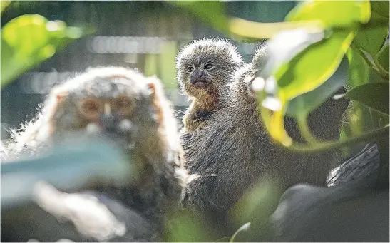  ?? PHOTOS: BRADEN FASTIER/STUFF ?? A pair of pygmy marmosets – the world’s smallest monkeys – at Nelson’s Natureland Wildlife Sanctuary have welcomed a new baby.